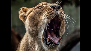 Predator-Prey Relationships and Cimate Change