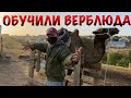 Обучение верблюда🐫