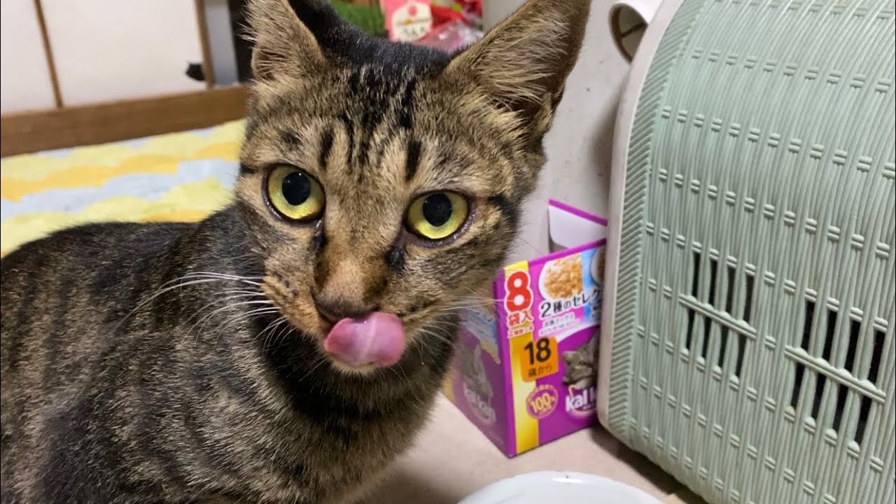 A Cat Prefers Dry Food To Wet Food YouTube A Cat Prefers Dry Food To Wet Food YouTube
