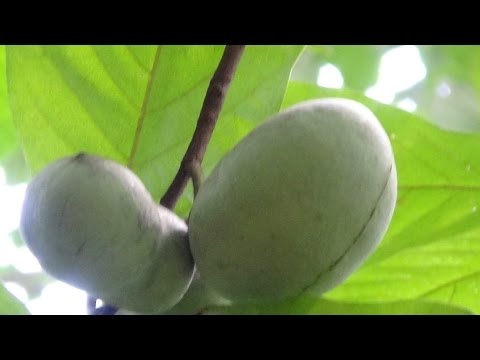 What is a Paw Paw Fruit and Why You Can't Buy Them