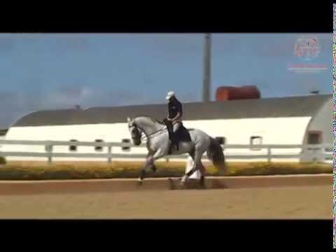 Vídeo: Lusitano Cavall De Raça Hipoal·lergènica, De Salut I De Vida