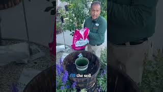 Can You Really Grow Blueberries In A Pot? Resimi