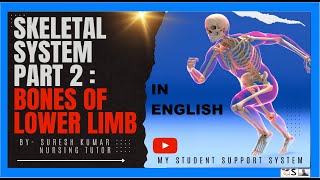 BONES OF LEG IN ENGLISH