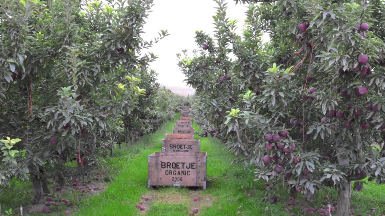 Here's why you need to try Opal Apples from Washington State's  @firstfruits_farms: They're a non-GMO cross between a Topaz and a Golden…