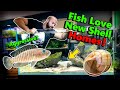 LAKE CICHLID FISH: NEW SHELL HOMES!! (TERRITORY)