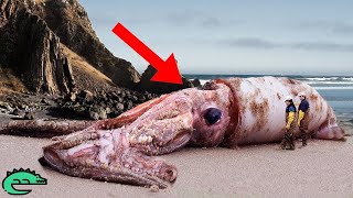 Si Ce Qu&#39;ils Ont Trouvé Sur La Plage N&#39;avait Pas Été filmé, Personne N&#39;y Aurait Cru !