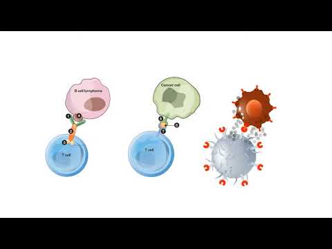 Video: Kur dauginasi t ląstelės?