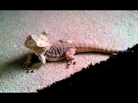 adult male bearded dragon waving