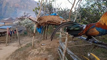 saib txhiaj maim tus qaib qus pom 1 qua zoo 2019