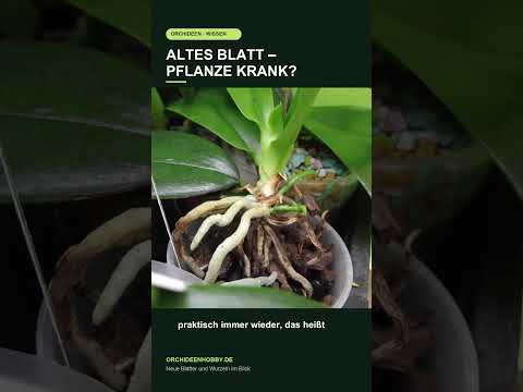 Altes Orchideenblatt: Ist die Pflanze krank? Schau auf das neue Wachstum 🌱