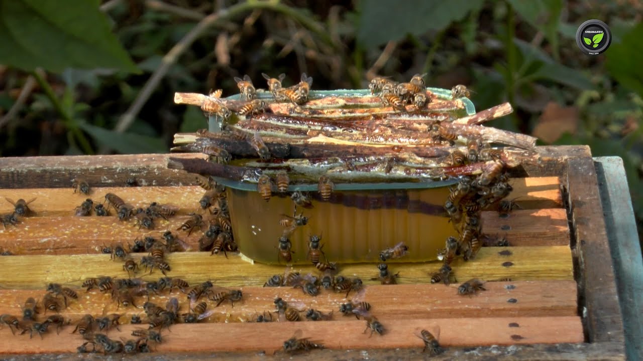 ಜೇನುಕೃಷಿಯ ಒಳಗುಟ್ಟುಗಳು - ಶ್ರೀ ಧರ್ಮೇಂದ್ರ  | Secretes of Honeybee Cultivation