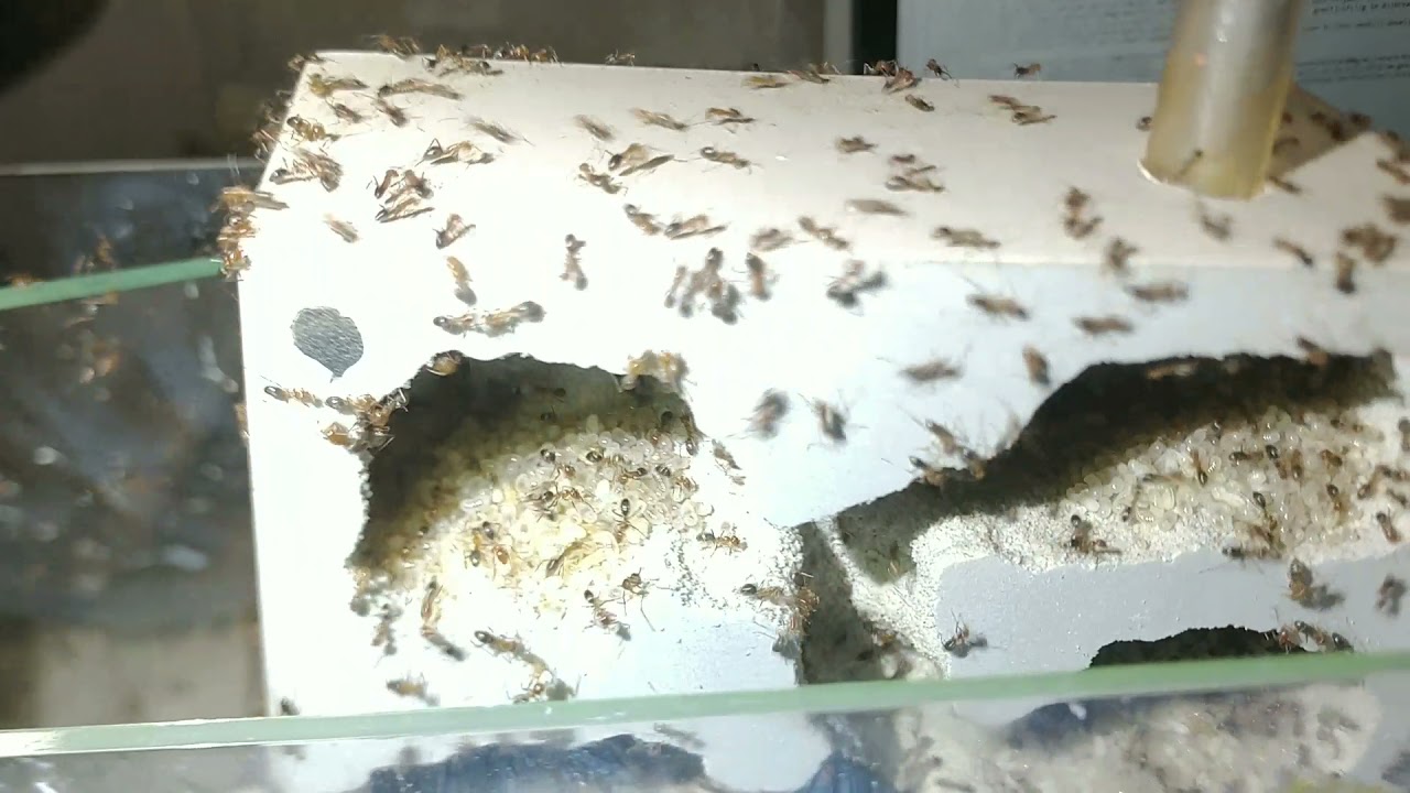 Dorymyrmex go brrrrr