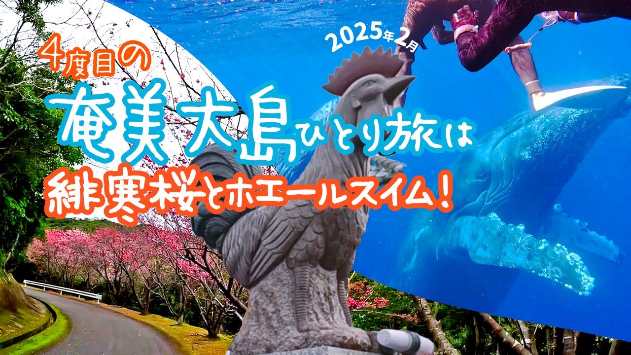 車なしアラフィフ女一人旅 in 奄美大島｜2025年2月大寒波の奄美で緋寒桜とホエールスイム