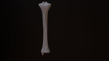 The Tibia: Gross Anatomy, Function, and Clinical Significance|Bone Profile