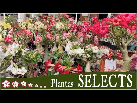 Vídeo: Seleção De Variedades E Plantio De Rosas