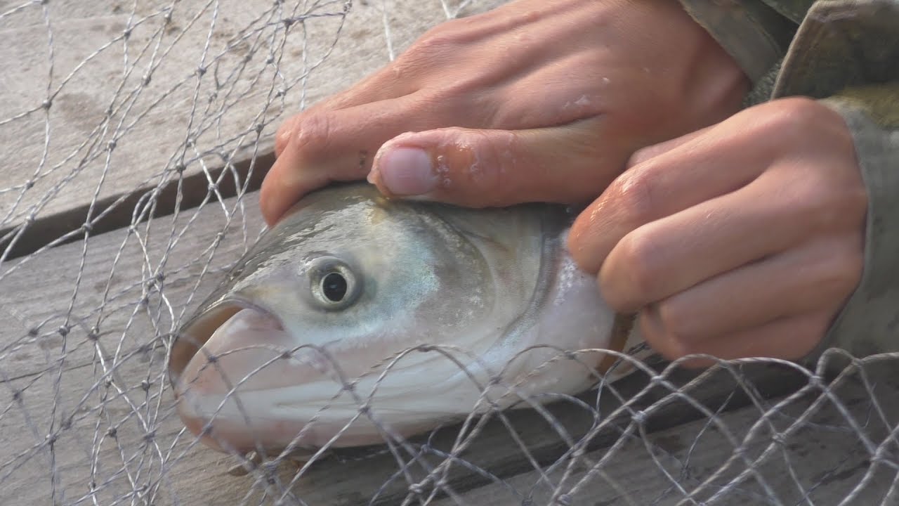 Улов есть, клева нет.  My fishing.