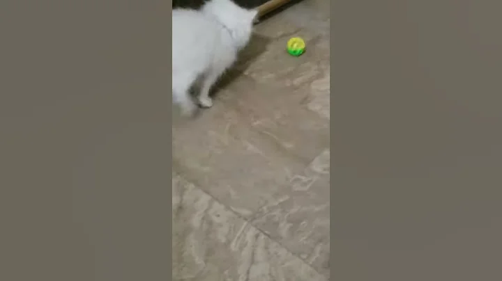 Video 1817421: persiancat baby cat, persiancat cat cute, cat playing persiancat, persian kitten playing, pet breeds, cat playing ball, healthy kittens