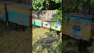 +1 безкоштовний рій￼