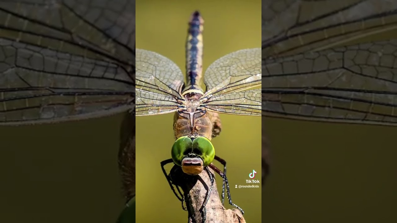 The (very) long history of the dragonfly! 