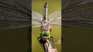 The (very) long history of the dragonfly! #science #prehistoric #biology #entomology #insects