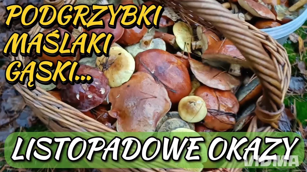PODGRZYBKI, MAŚLAKI, GĄSKI... LISTOPADOWE OKAZY 😀 #mushroom #grzyby #funghi