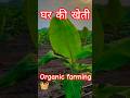 organic farming 🧺🧺🧺😀😀 #nature #garden #village life