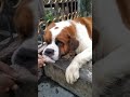 Saint Bernard Playing | 21 months old Saint Bernard |