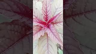 Romeo Ber Cinta Boy Shandy Dan Lala Bunga