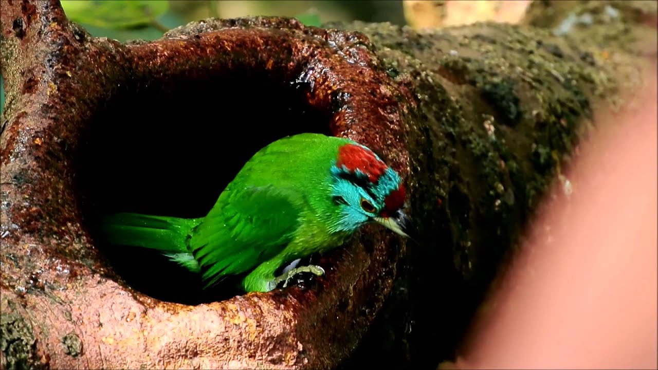 Bird Bath 