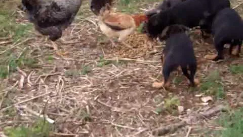 puppies vs chickens