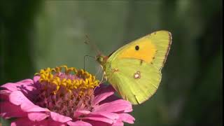 Butterfly 1234 -