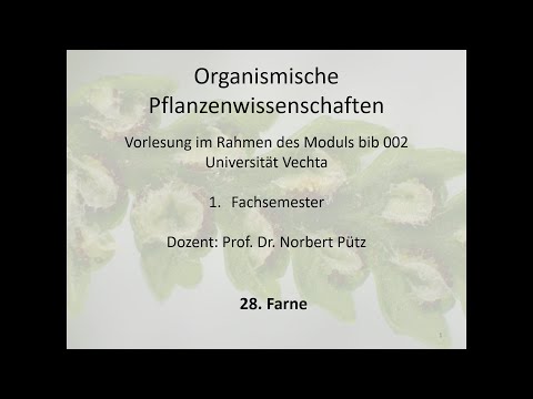 Video: Wie unterscheidet sich ein Archegonium funktionell von einem Antheridium?