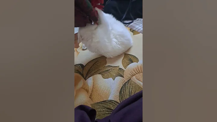 Video 1449751: persiancat cats catlover, persiancat cat love, persian cat playing, family catlover