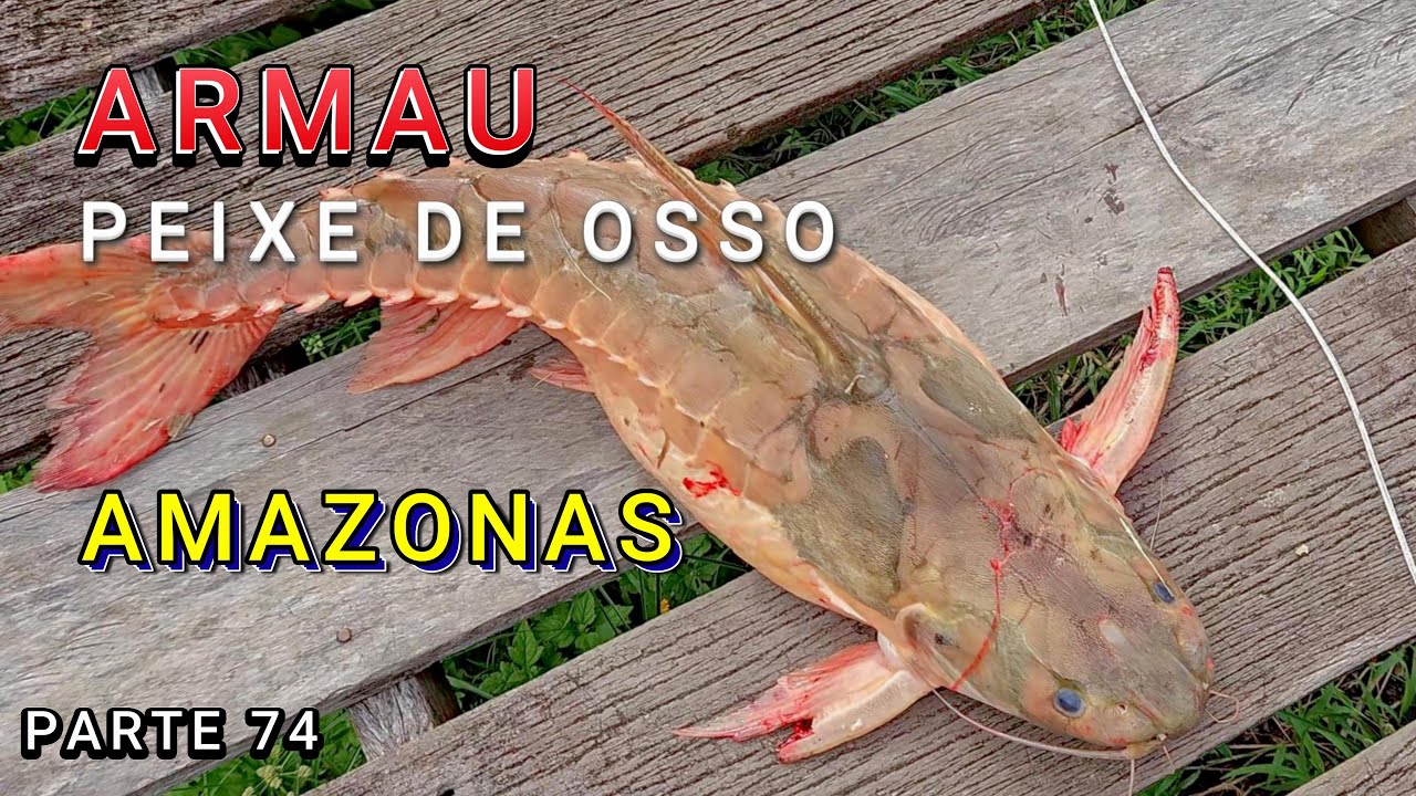 НЕМНОГО ВСЕГО В ОБЩЕСТВЕ S/F МАНГЕЙРА - ВИДЕО 74 - Amazonas