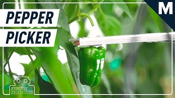 ‘L’ Is the Robot’s Name, Pepper Picking Is Its Game | Mashable