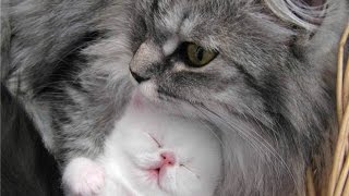 Смотреть лучшие приколы+про кошек.Супер ржака с котами! Смотреть лучшие приколы+про кошек.Супер ржака с котами!
