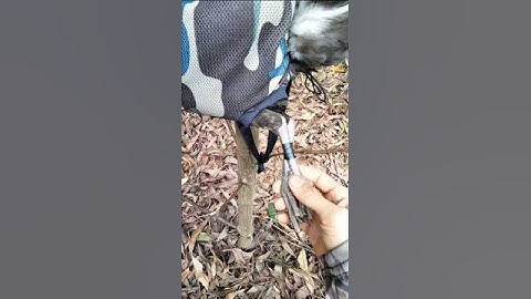 Gà Rừng Rặc Tơ Đẹp Gáy Giọng Hay #shorts