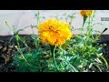 Lovely flowers  urban filters  royalty free stock footage