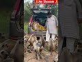 Jay siyaram  ll swapnil soni animal lover ll