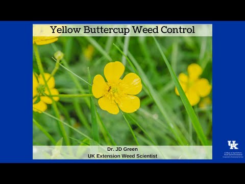 Video: Do you know why the yellow meadow flower is called buttercup?