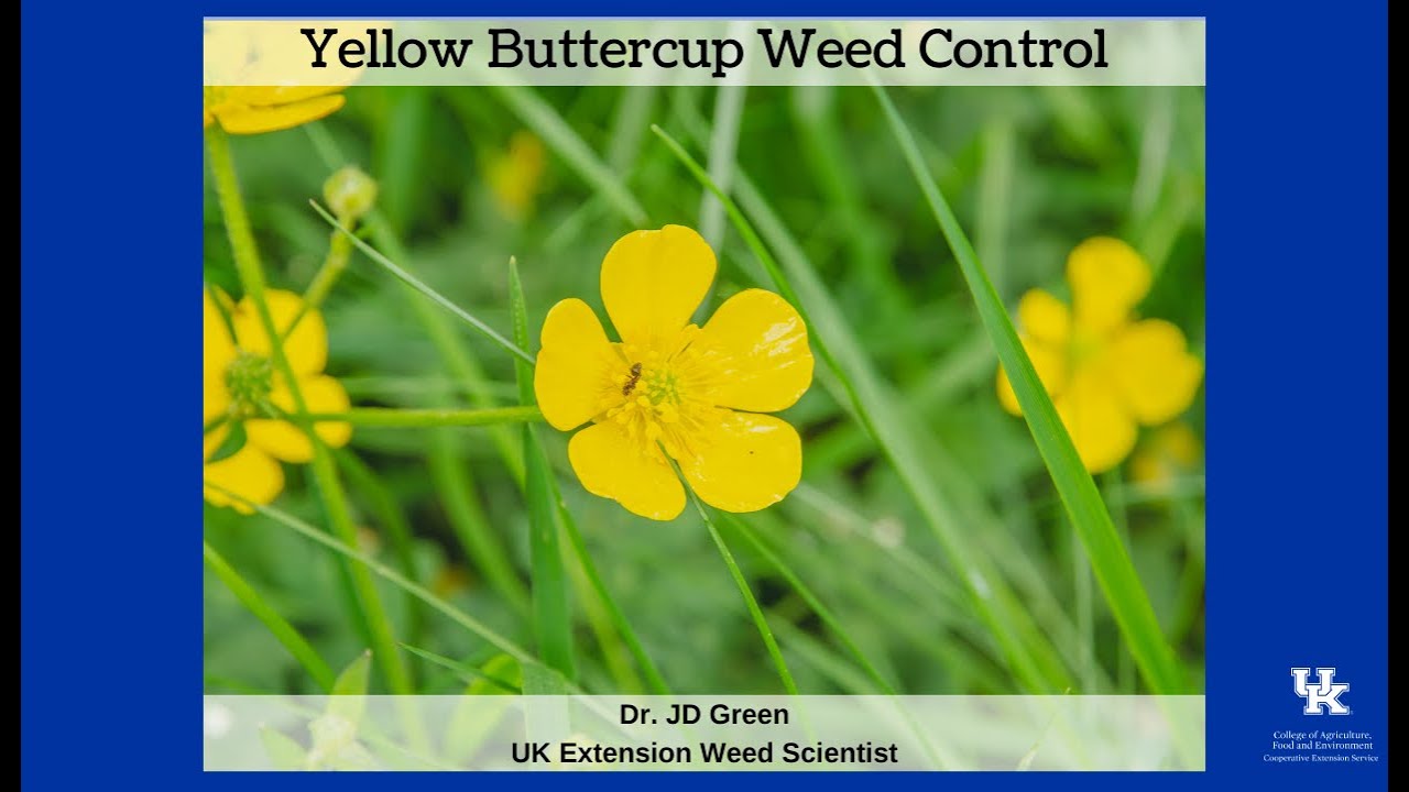 How Do You Get Rid Of Buttercups Organically?