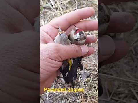 آزاد سازی الحسون المهاجر   بلبل الصحراء الحسون سهره