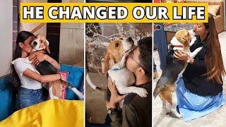 How Owning a Beagle Will Improve Your Life by Beagle Care 5,842 views 1 month ago 2 minutes, 36 seconds