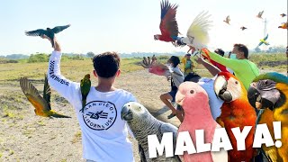 MY FIRST FLOCK FREE FLIGHT WITH HIGH END PARROTS! (TEAM MALAYA BULACAN)