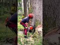 Mastering the Art of Giant Timber Felling! 🌲🪓 #Chainsaw #Satisfying #Forestry
