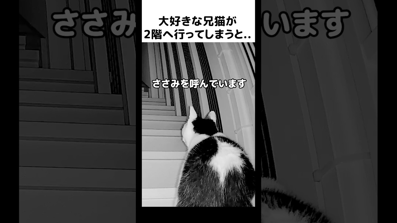 ささみが大好きで後を追うホルンが可愛すぎる🥰 #元野良猫のささみとホルン #ねこ #cat