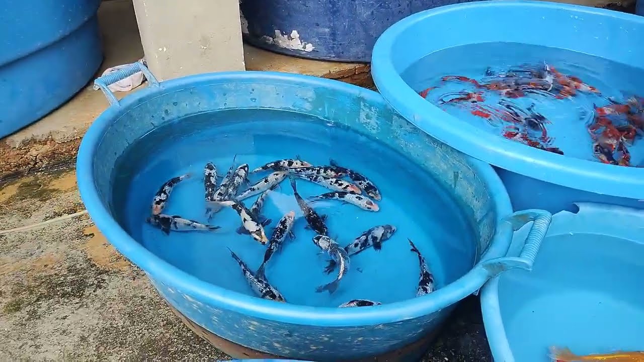 Separando as koi p crescimento!!!!