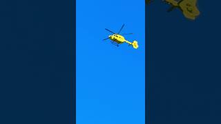 What’s Yellow \u0026 Flys