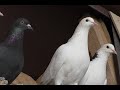 23 .02  . ВИДЕО ИЗ ГОЛУБЯТНИ , ОТВЕЧАЮ НА ВОПРОСЫ !#pigeons​​##Tauben​​##աղավնիներ​​##göyərçinlər​​#