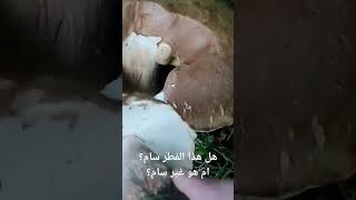 هل هذا النوع من الفطر سام ؟ ام هو غير سام؟#طريقة #طبخات #فطر #مشروم